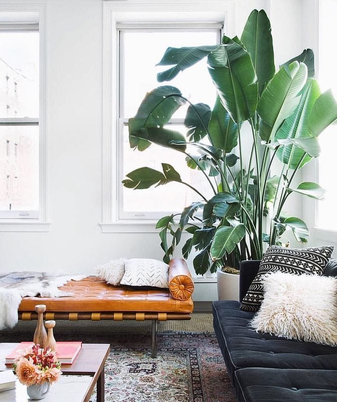 8 low-maintenance indoor plants to buy in 2019 8 low-maintenance indoor plants to buy in 2019